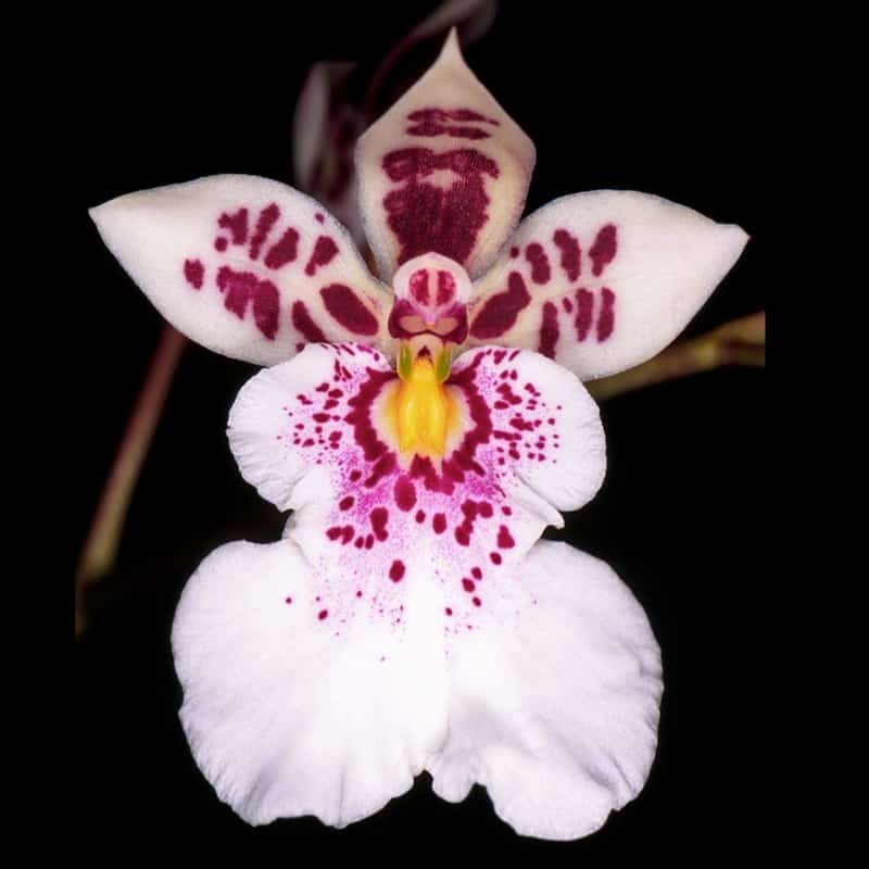 Caucaea phalaenopsis