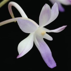 Vanda Lou Sneary 'Bluebird'
