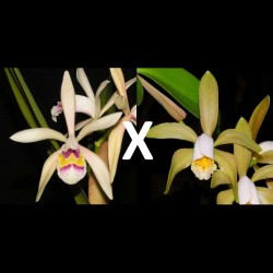 Cattleya iricolor x forbesii