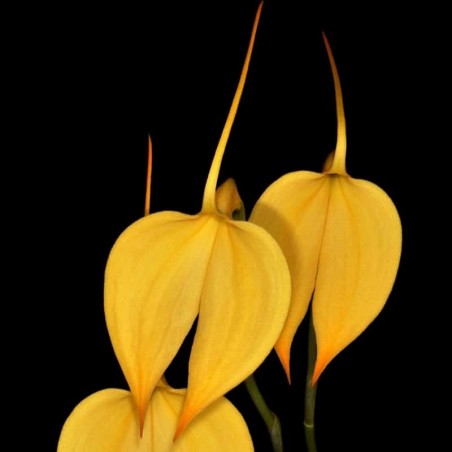 Masdevallia coccinea f. xanthina