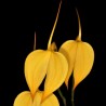 Masdevallia coccinea f. xanthina