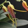 Masdevallia stenorhynchos