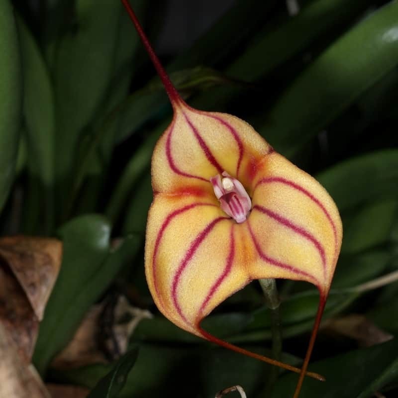 Masdevallia Partizan 'Cinnamon Stripes' HCC/OSCOV HCC/AOC HCC/NSW