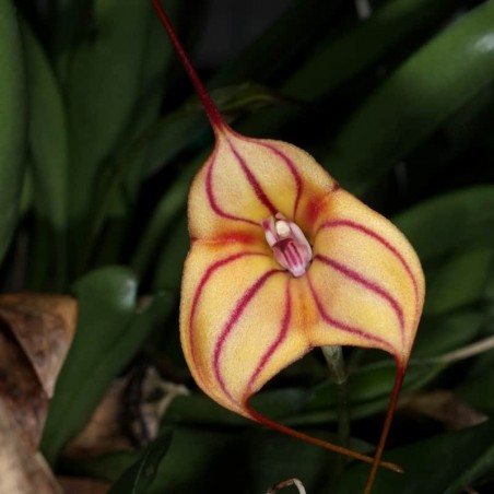 Masdevallia Partizan 'Cinnamon Stripes' HCC/OSCOV HCC/AOC HCC/NSW