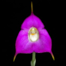 Masdevallia uniflora