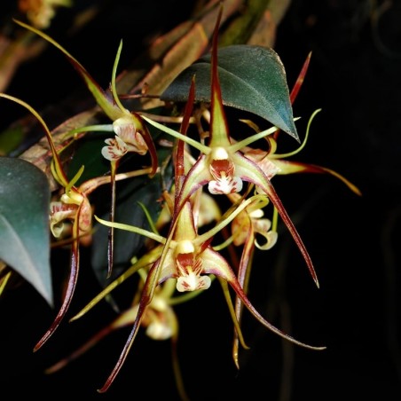 Dendrobium tetragonum