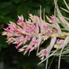 Tillandsia geminiflora (giant)