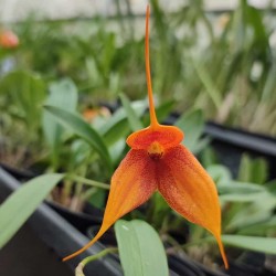 Masdevallia Sun Dancer x decumana