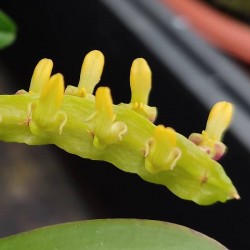 Bulbophyllum falcatum 'Dragon Tooth'