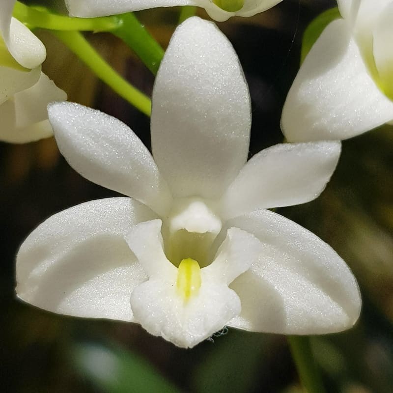 Dendrobium kingianum var. album