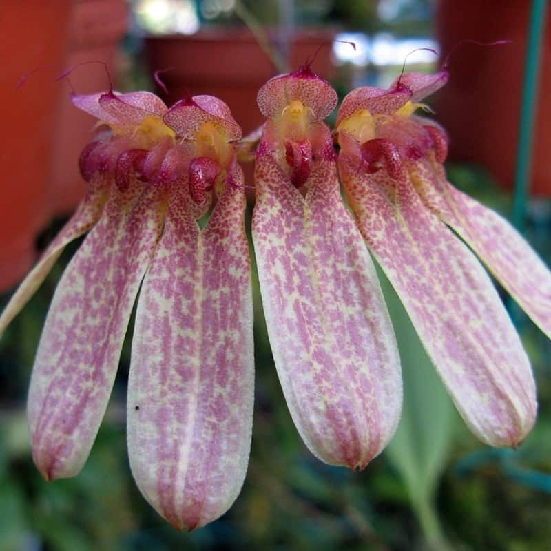 Bulbophyllum longiflorum