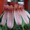 Bulbophyllum longiflorum