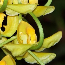 Gongora galeata f. luteola