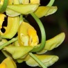 Gongora galeata f. luteola