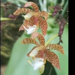 Grosourdya appendiculata
