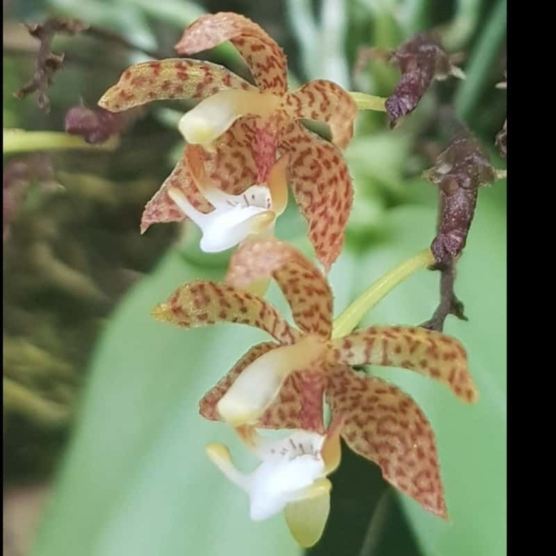 Grosourdya appendiculata