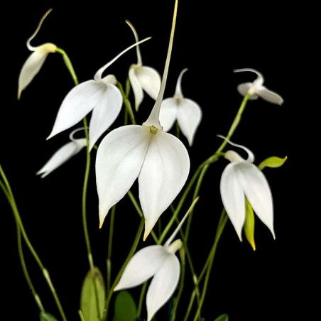 Masdevallia coccinea f. alba