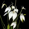 Masdevallia coccinea f. alba