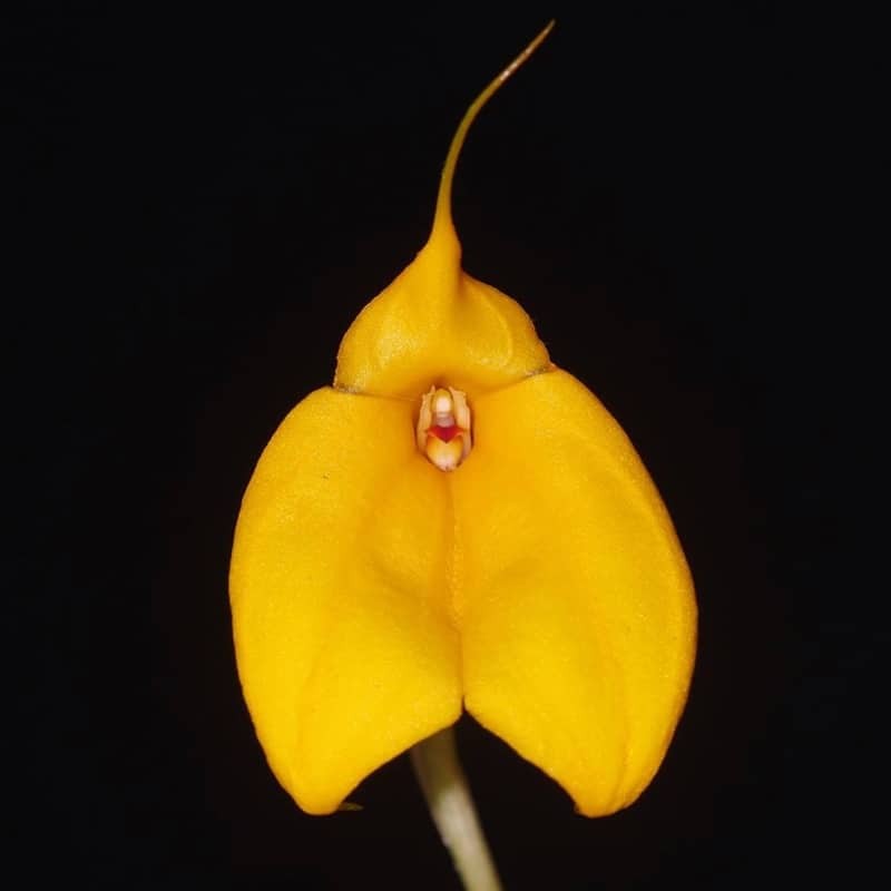 Masdevallia davisii