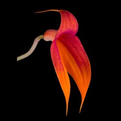 Masdevallia veitchiana