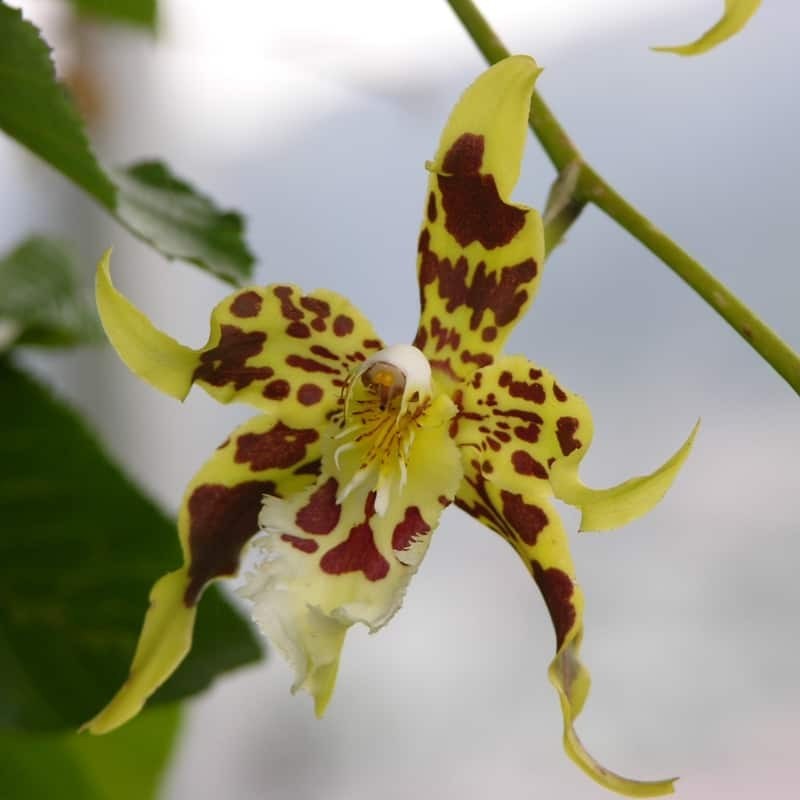 Odontoglossum hallii