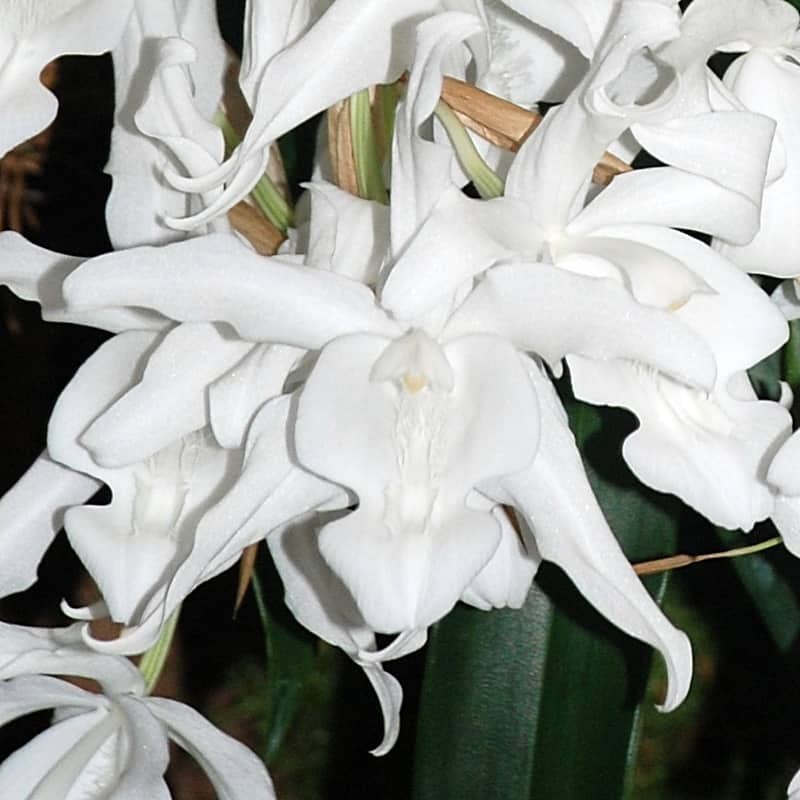 Coelogyne cristata f. hololeuca
