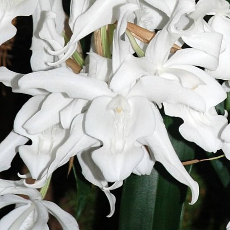 Coelogyne cristata f. hololeuca