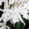 Coelogyne cristata f. hololeuca