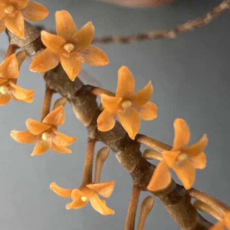 Aerangis hildebrandtii