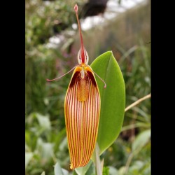 Restrepia antennifera 'gigantea'