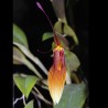 Restrepia brachypus
