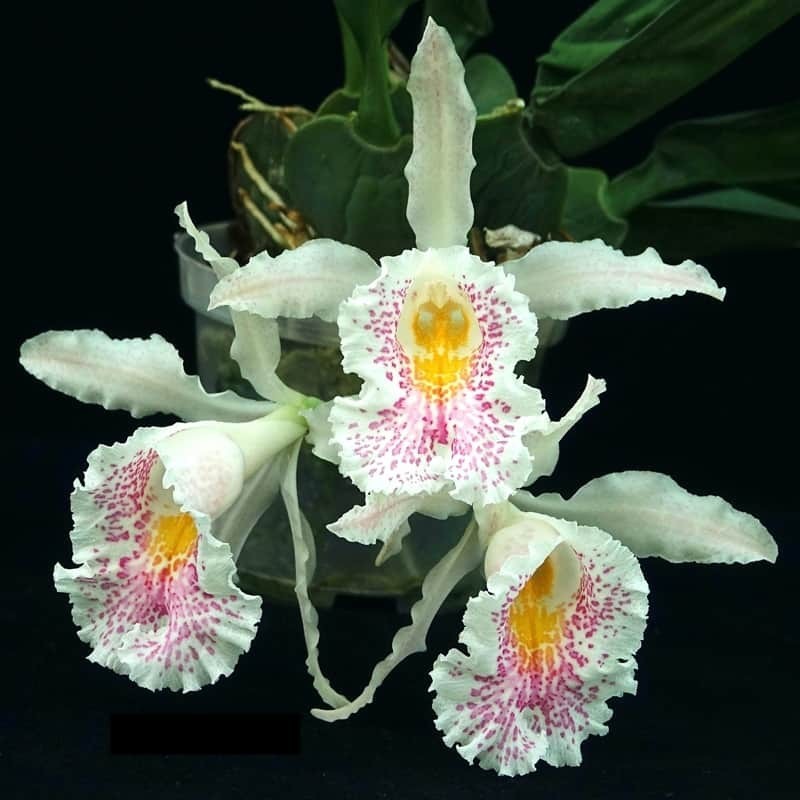 Trichopilia suavis