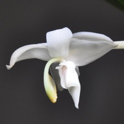 Stanhopea candida