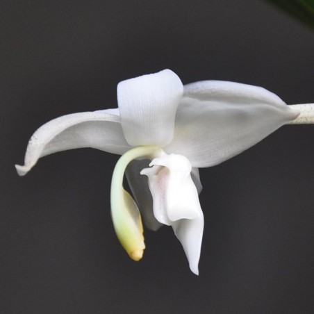 Stanhopea candida