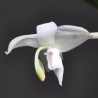 Stanhopea candida