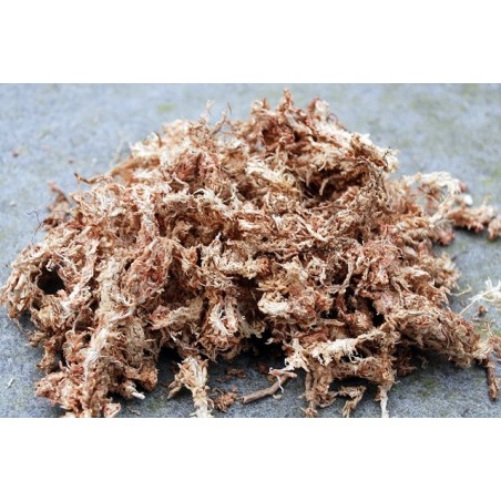 Sphagnum Moos