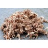 Sphagnum Moos