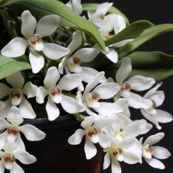 Sarcochilus falcatus