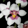 Sarcochilus fitzgeraldii
