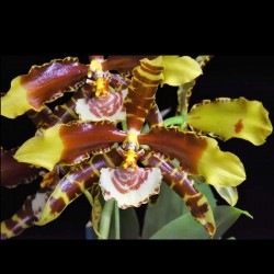 Rossioglossum grande