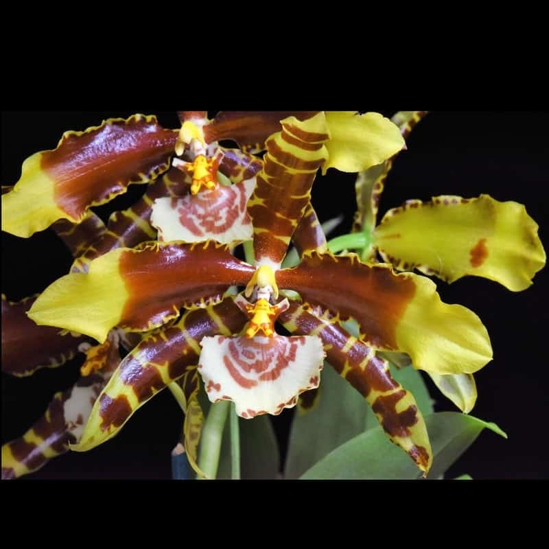 Rossioglossum grande