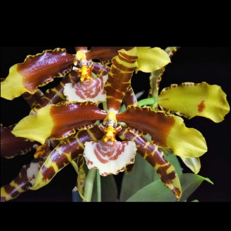 Rossioglossum grande