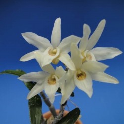 Dendrobium moniliforme 'Kimaru'