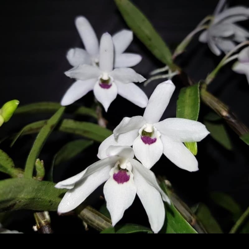 Dendrobium moniliforme 'Tenshikou'