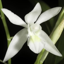 Coelogyne nitida f. lemoniana 'J&L'