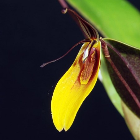 Restrepia dianeae (nomen nudum) [AO-07154]