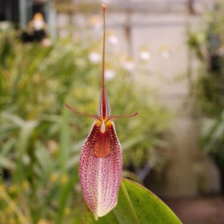 Restrepia guttulata [AO-05543]