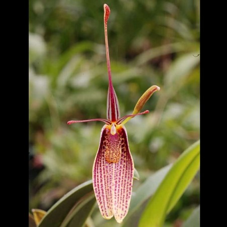 Restrepia contorta [AO-03975]