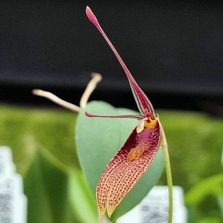 Restrepia species [AO-03983]