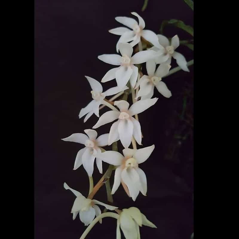 Aerangis mystacidii
